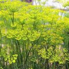 200 Seeds Fennel  Foeniculum Vulgare Florence  easy to grow #ABG11
