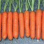 200 Seeds Carrot Little Finger easy to grow #ABG11