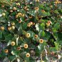 100 Seeds Toothache Plant Spilanthes Oleracea easy to grow #ABG11