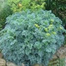 25 Seeds Rue Ruta Graveolens  easy to grow #ABG11
