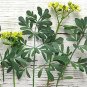 25 Seeds Rue Ruta Graveolens easy to grow #ABG11