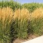 250 Seeds  Dacotah Swith Grass  easy to grow #ABG11