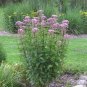 flower seeds Joe Pye Weed Eupatorium Maculatum  200 Seeds #ABG11
