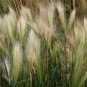 25 Seeds Foxtail Barley Hordeum jubatum easy to grow #ABG11