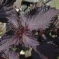 50 Seeds  Beefsteak Plant Perilla  flower seeds #ABG11