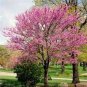 20 Seed Redbud Tree Eastern easy to grow#ABG11