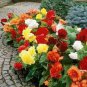 25 Seeds Begonia Tuberosa Double Mix  #ABG11