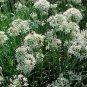 200 Seeds Garlic Chives  Allium Tuberosum easy to grow #ABG11