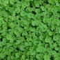 200 seeds  Dichondra Repens flower seeds #ABG11
