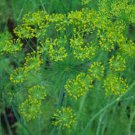 200 Seeds   Dill  Anethum Graveolens easy to grow  #ABG11