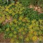 200 Seeds Dill Anethum Graveolens easy to grow #ABG11