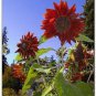100 Seeds Sunflower Red Sun great for your garden   #ABG11