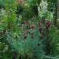 50 flowers seeds  Carnation  Dianthus Caryophyllus Grenadin King of Blacks  #ABG11