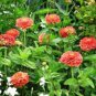 flower seeds Zinnia Elegans  Salmon 100 Seeds easy to grow #ABG11