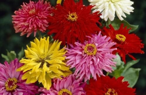 Zinnia  Elegans   Cactus Mix  100 Seeds easy to grow #ABG11