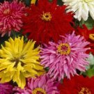 Zinnia  Elegans   Cactus Mix  100 Seeds easy to grow #ABG11