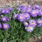 50 Seeds Aste  Alpinus   Blue easy to grow #ABG11