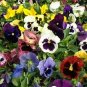 50 Seed Pansy Viola Tricolor Maxima F2 St. Ravel Mix easy to grow  #ABG11