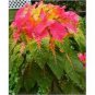 100 Seeds Amaranthus  llumination   easy to grow  #ABG11