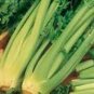 200 Seeds Celery  Golden Pascal easy to grow #ABG11