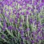 100 flower Seeds Salvia  Blue Monday easy to grow  #ABG11
