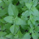 250 seeds Catnip  Nepeta Cataria easy to grow #ABG11
