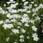 50 flower Seeds Agrostemma Githago Bianca White, great flower for your garden  #ABG11