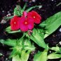 200 flower seeds   Phlox  Red Scarlet easy to grow #ABG11