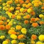 100 flower Seeds  Marigold  Cracker Jack Mix easy to grow #ABG11