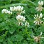 500 flowers Seeds Clover White Dutch Trifolium Repens #ABG11