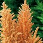 50 Seeds Amaranthus Cruentus Hot Biscuits   #ABG11