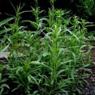 200 seeds Tarragon  Artemisia Dracunculus easy to grow #ABG11
