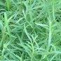 200 seeds Tarragon Artemisia Dracunculus easy to grow #ABG11