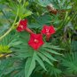 25 seeds Cardinal Climber  Ipomoea Quamoclit Cardinalis #ABG11