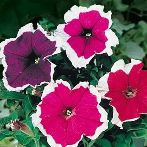 flower seeds Petunia Picotee Mix  100 Seeds   #ABG11