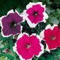 flower seeds Petunia Picotee Mix  100 Seeds   #ABG11
