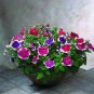 flower seeds Petunia Picotee Mix  100 Seeds   #ABG11