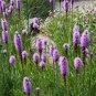 100 flowers Seeds Blazing Star Gayfeather easy to grow #ABG11
