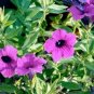 100 fresh flower Seeds  Petunia Wild Violacea  #ABG11