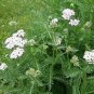 500 flowers seeds Yarrow White Achillea #ABG11