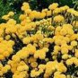 200 flowers Seeds Ageratum  Lonas Inodora  Yellow easy to grow #ABG11