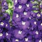 flowers seeds Delphinium Cultorum King Arthur ,50 seeds #ABG11