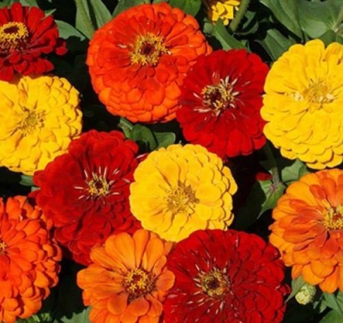 100 flower Seeds Zinnia  Elegans Lava Lamp Mix  #ABG11