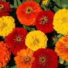100 flower Seeds Zinnia  Elegans Lava Lamp Mix  #ABG11