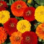 100 flower Seeds Zinnia  Elegans Lava Lamp Mix  #ABG11
