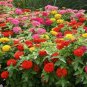 100 flower Seeds Zinnia  Elegans Lava Lamp Mix  #ABG11