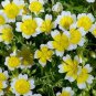 50 flower Seeds Poached Egg Plant Meadowfoam Limnanthes Douglasii    #ABG11
