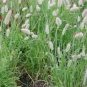 25 flowers Seeds Bunny Tails Lagurus Ovatus #ABG11