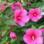 100 flowers seeds Rose Mallow Lavatera Trimestris Lovlines easy to grow #ABG11