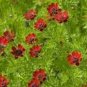 flowers seeds Adonis Aestivali Pheasant's Eyes 25 Seeds #ABG11
